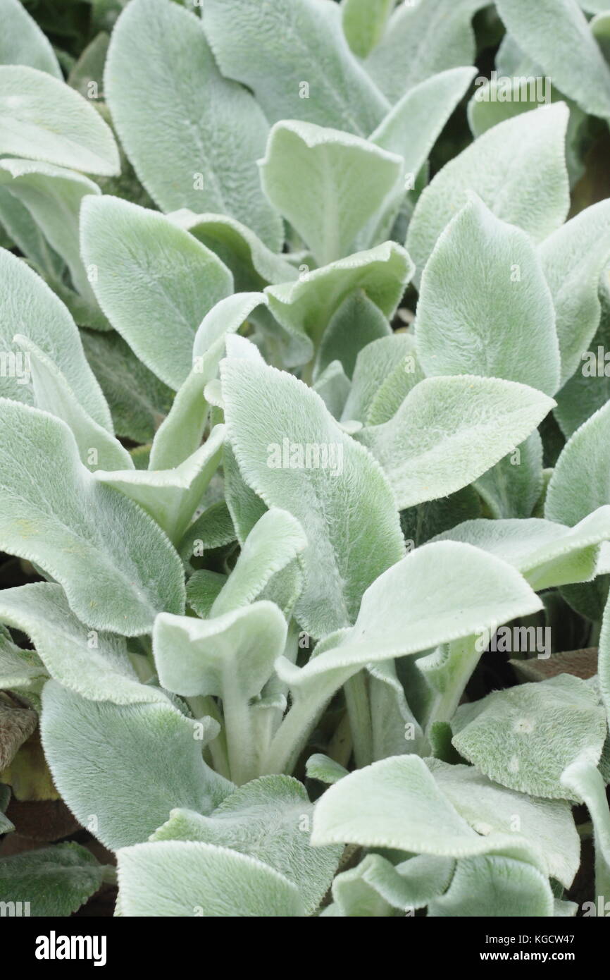 Are Lambs Ears Poisonous To Dogs