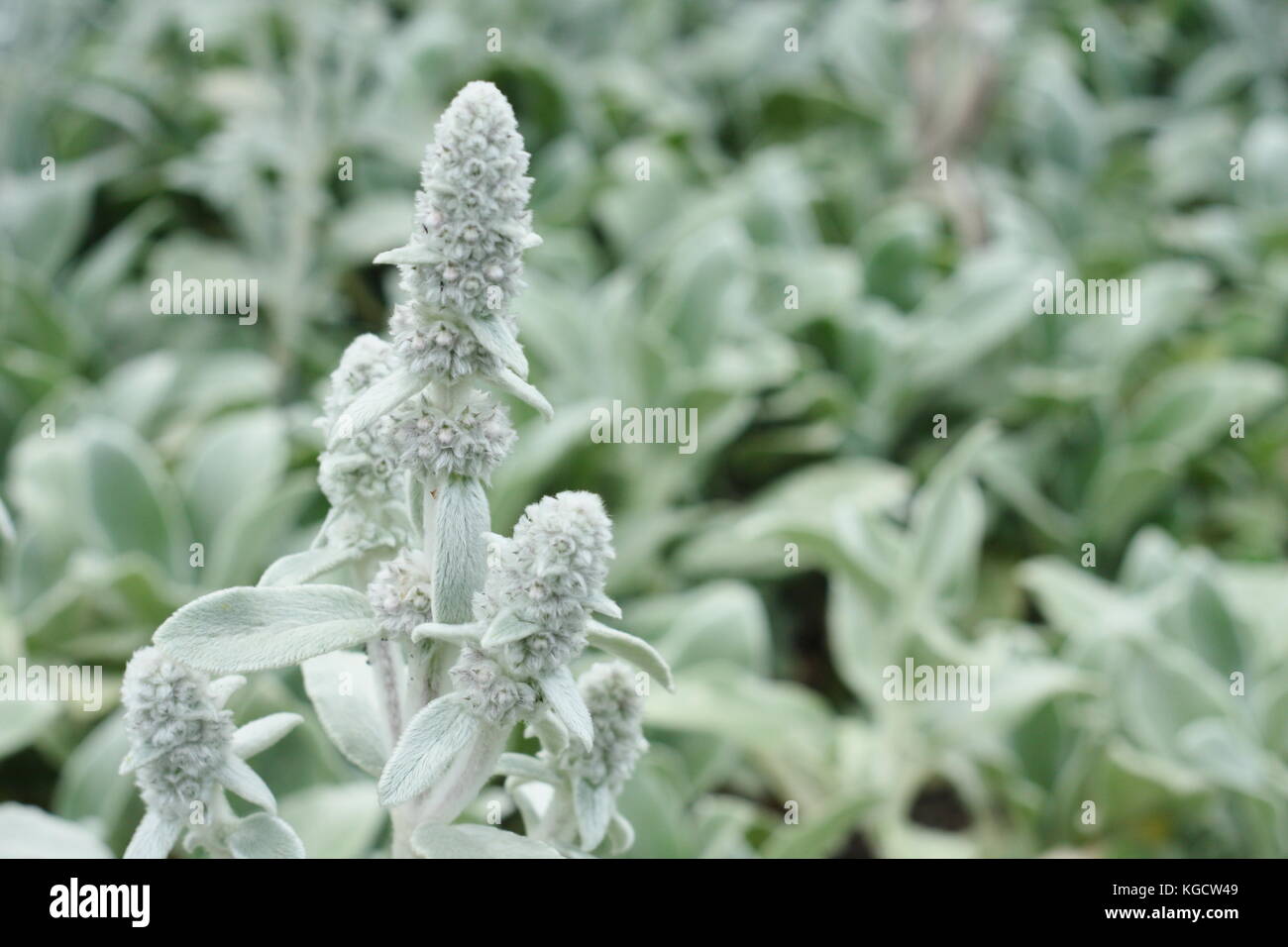 Lamb's ear (Stachys byzantina) in a summer garden border, UK Stock