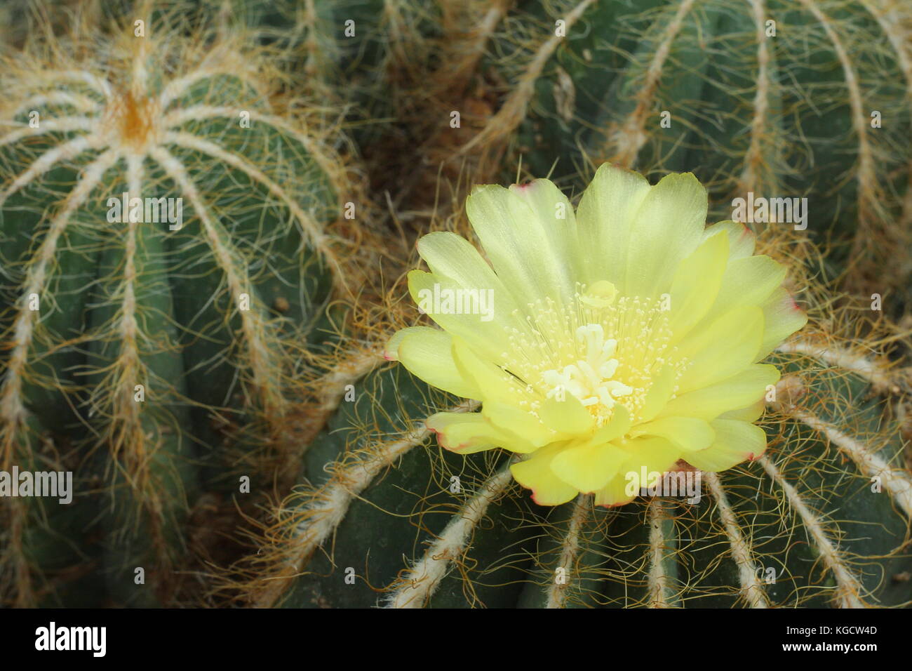 Parodia magnifica, also called Notocactus magnificus in flower in a temperate indoor spot, England, UK - AGM Stock Photo