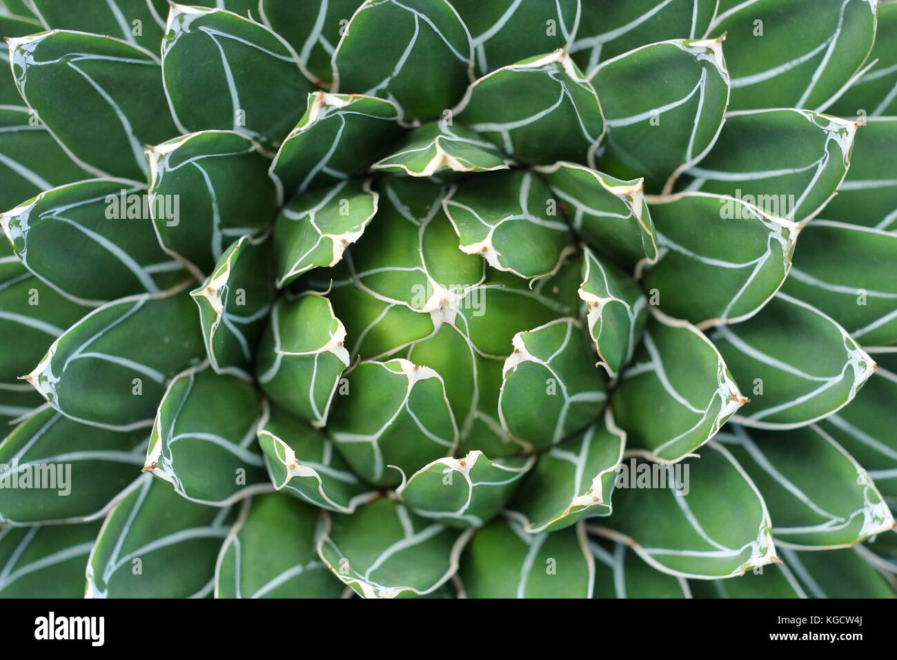 Queen Victoria agave (Agave Victoria reginae), a drought tolerant succulent plant Stock Photo