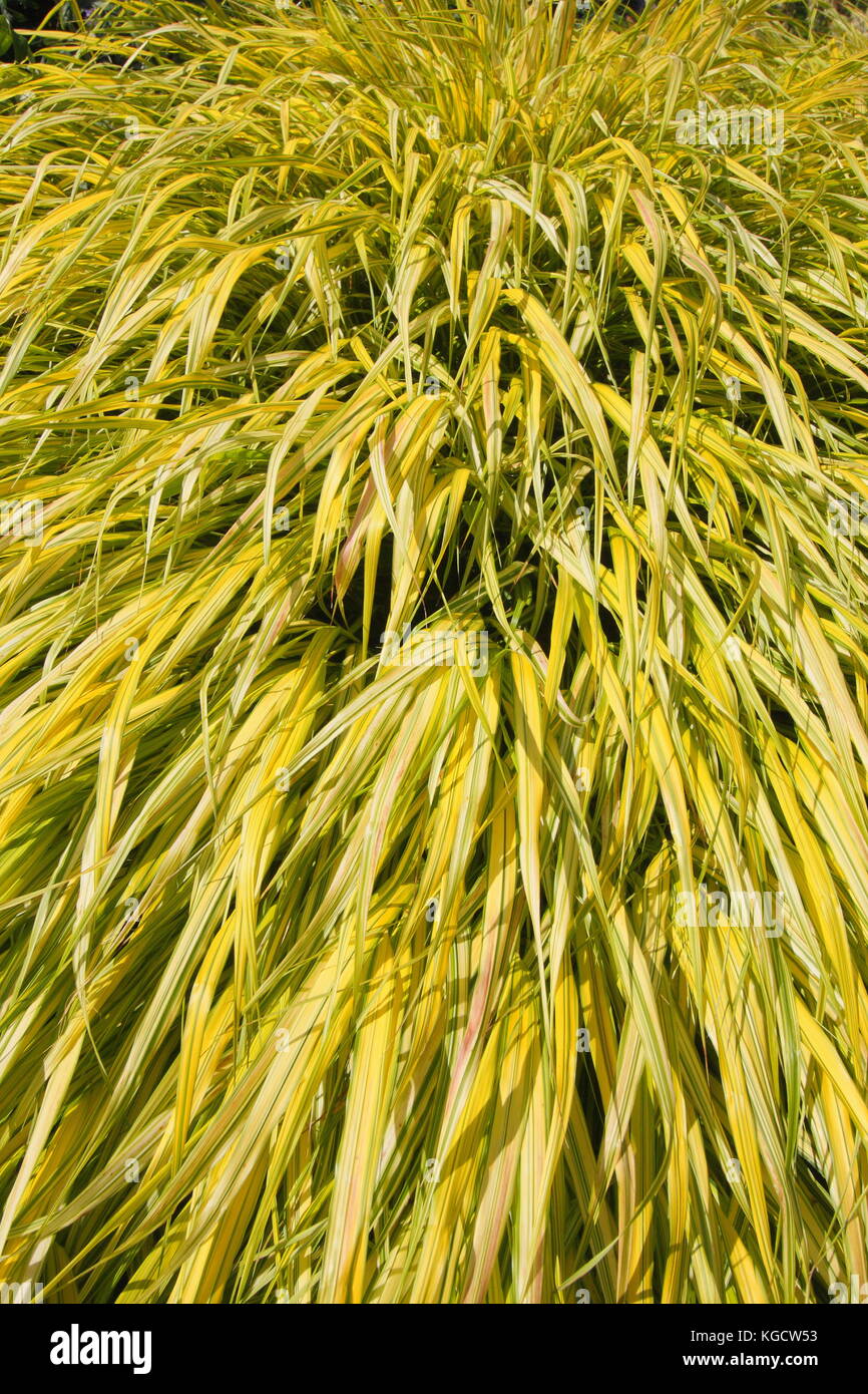 Golden hakonechloa grass (Hakonechloa macra 'Aureola'), flourishing in a garden border in mid summer, UK Stock Photo