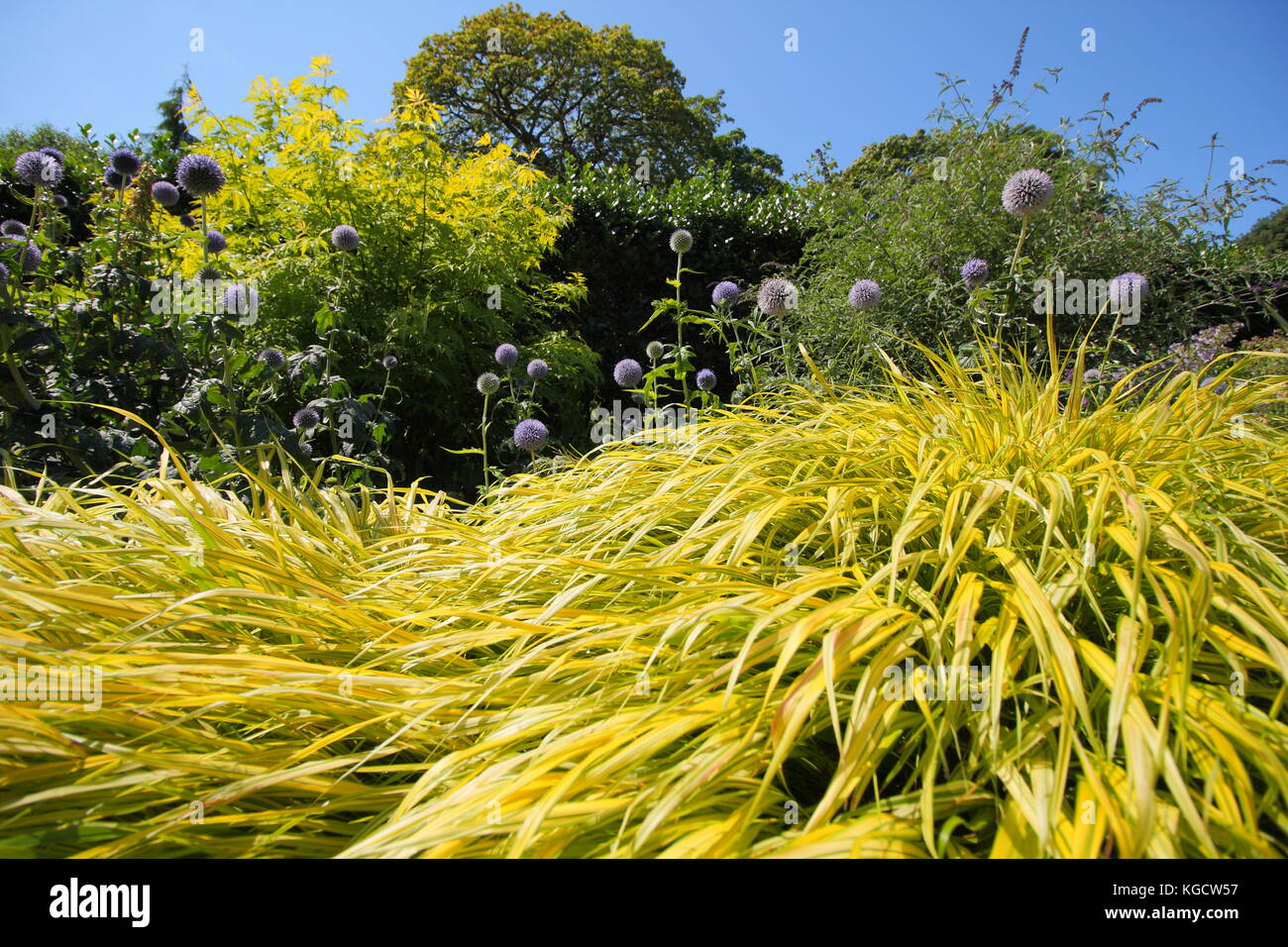 Golden hakonechloa grass (Hakonechloa macra 'Aureola'), and Echinops bannaticus 'Taplow Blue' globe thistle in a summer  garden border , Yorkshire, UK Stock Photo