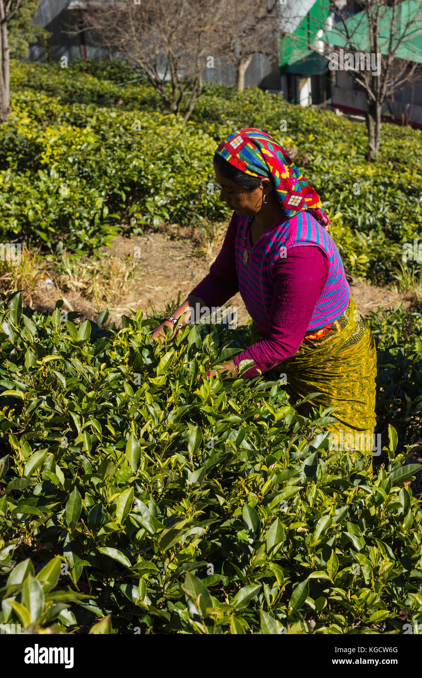 Kausani Tea Garden (Estate) one of the Major tourist places to see in Kausani Hill station this garden Located in Kausani Bageshwar route. Uttarakhand Stock Photo