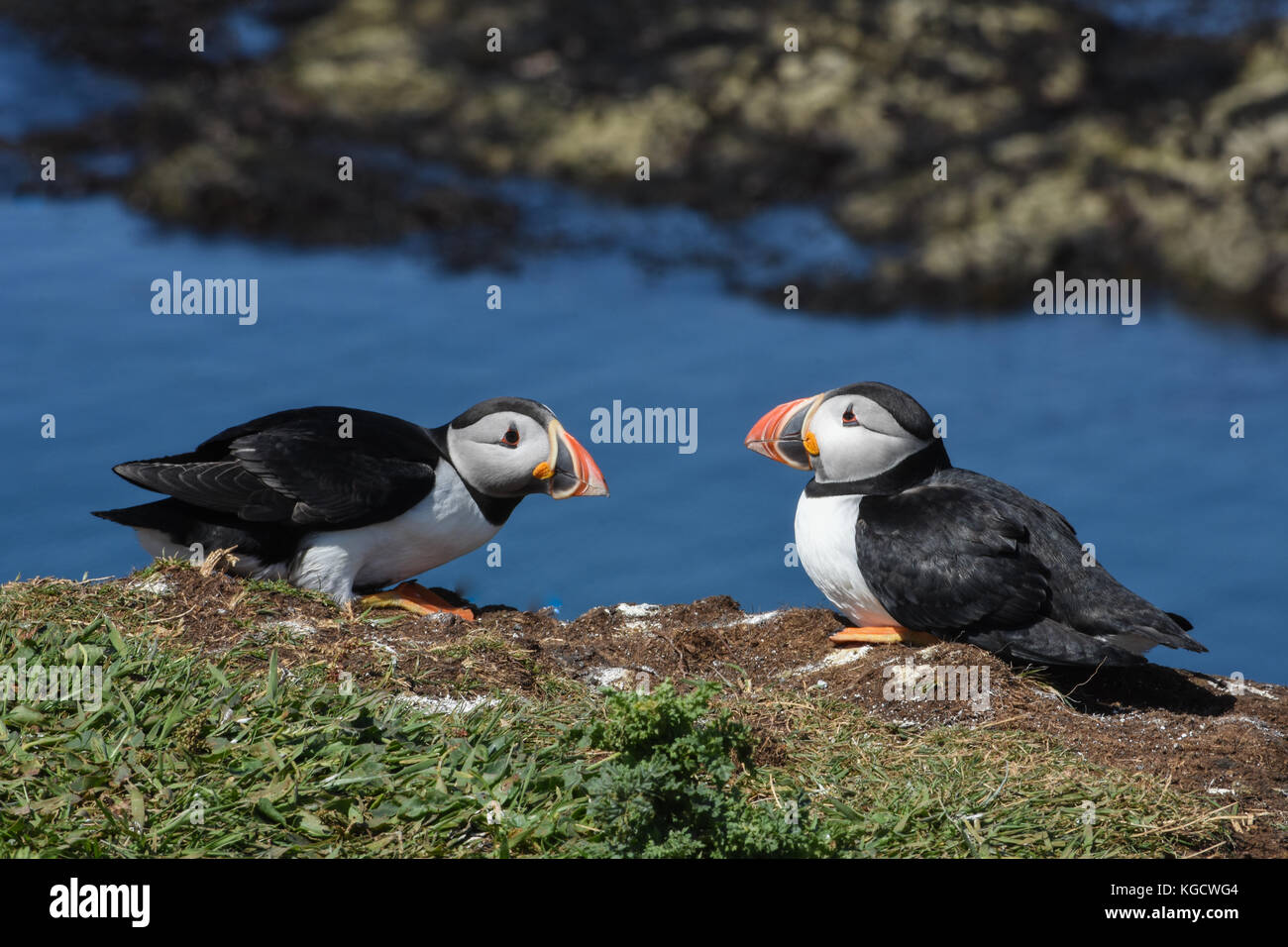 Puffins colony on Lunga Island Hebrides Stock Photo - Alamy