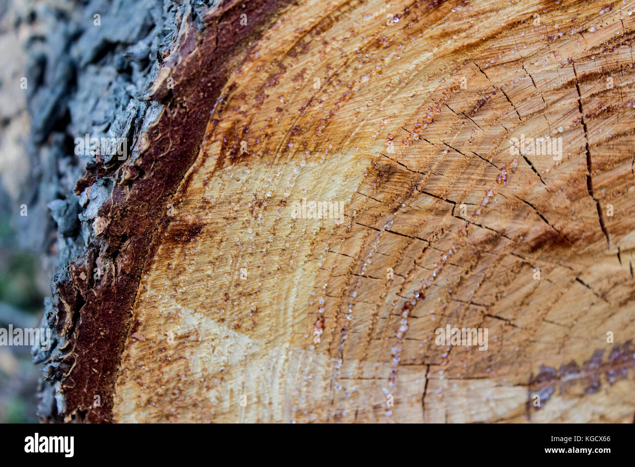 Close up view at wood texture of cut tree trunk Stock Photo - Alamy