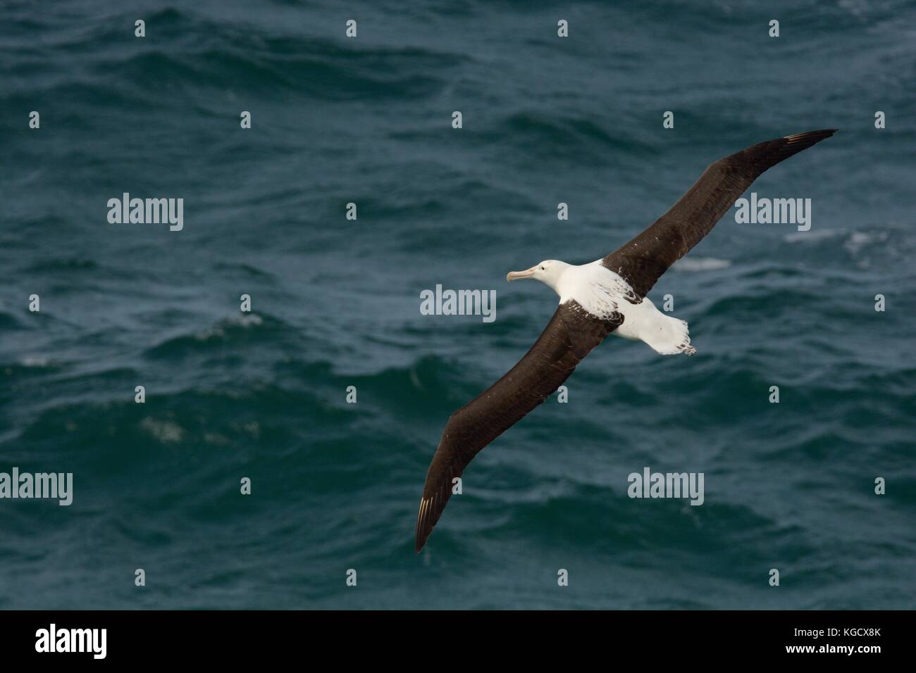 Diomedea sanfordi - Northern Royal Albatros flying above the sea in New Zealand near Otago peninsula, South Island Stock Photo