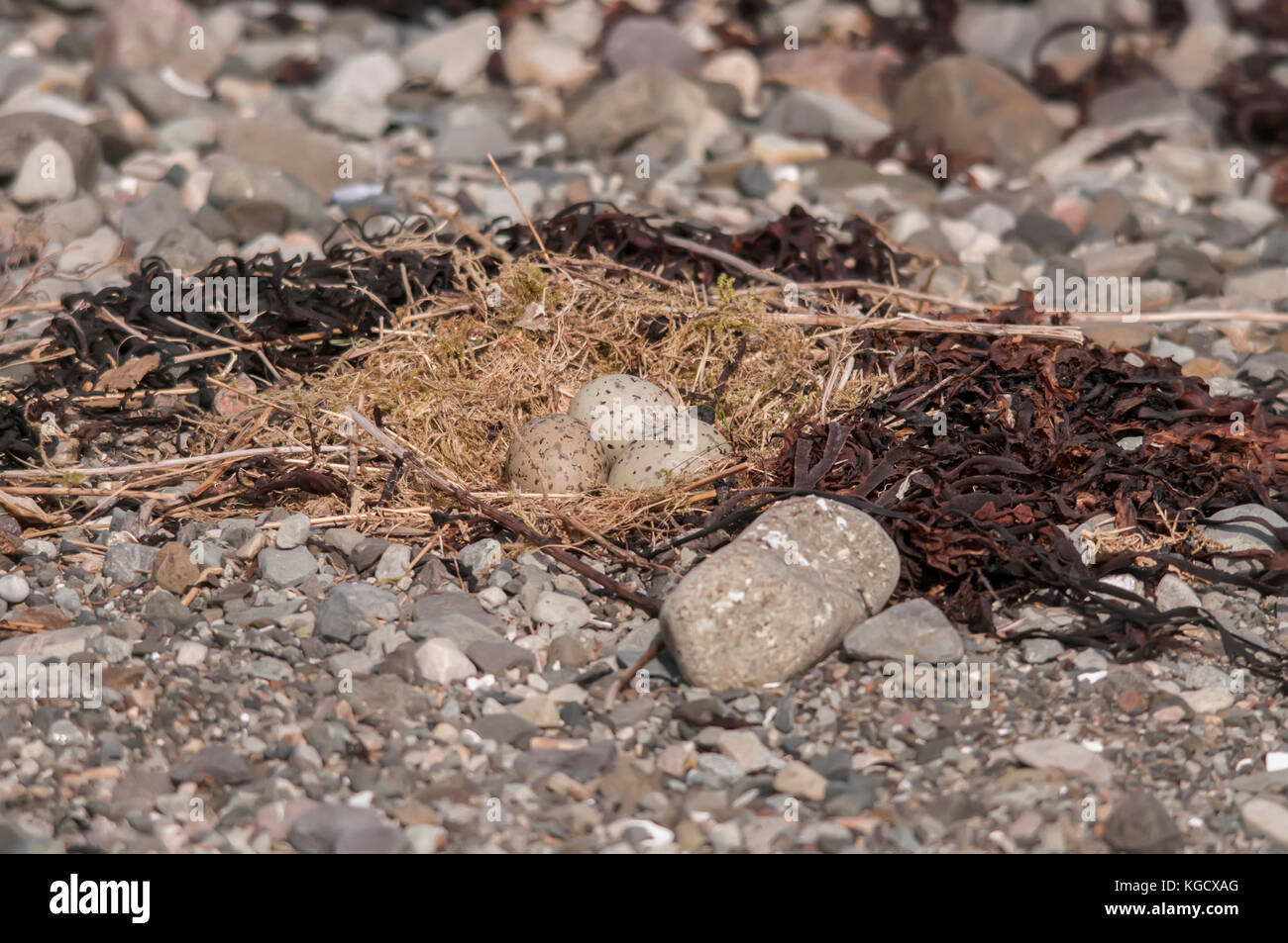 Oystercatcher nest on the beach Stock Photo Alamy