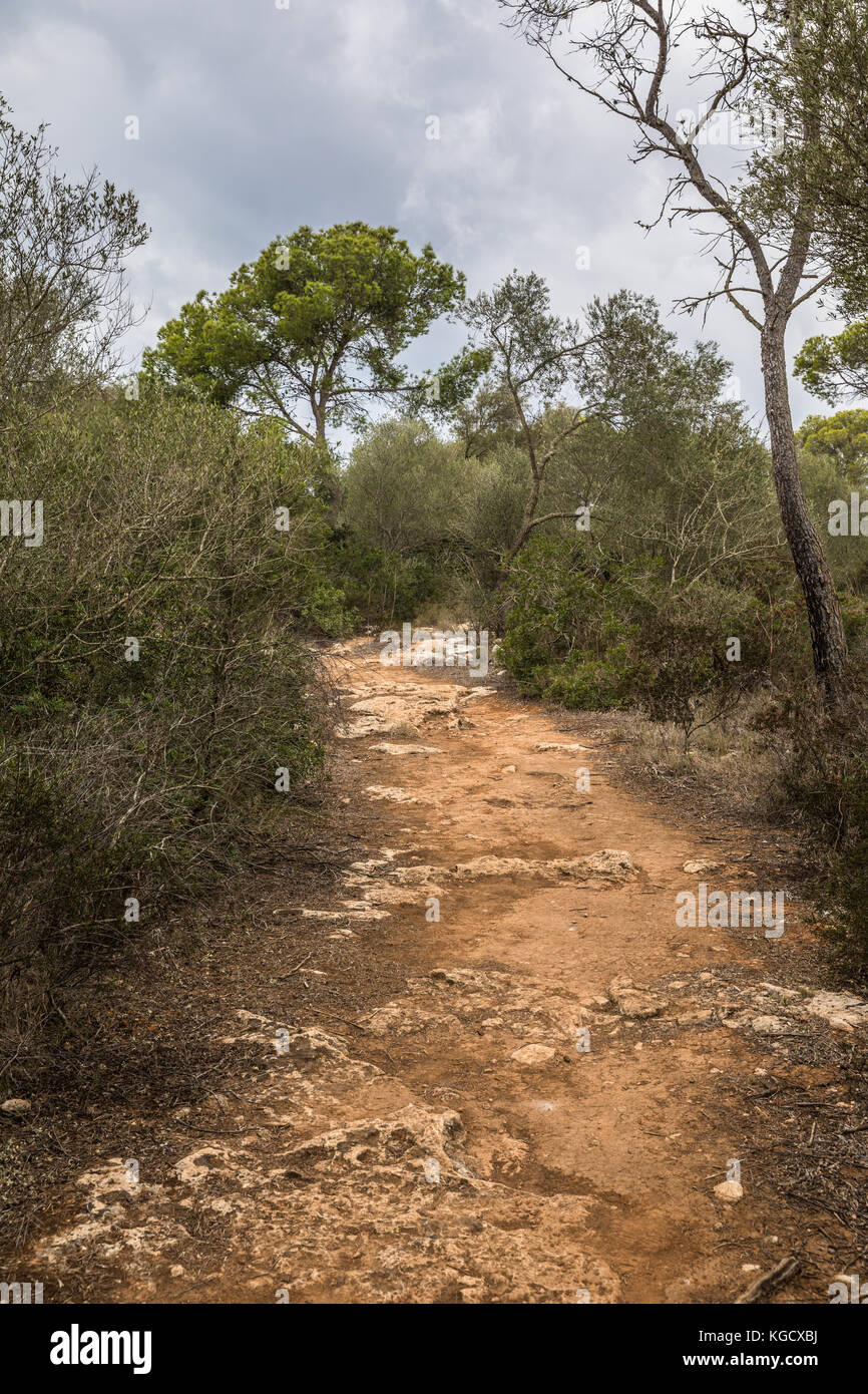 Path in the Mondrago natural park in Santanyi on Majorca island (Balearic Islands, Spain) Stock Photo