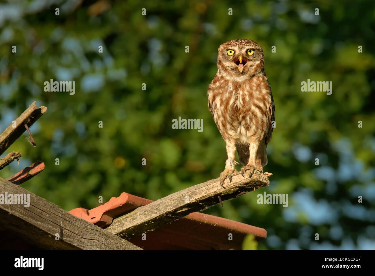 Little Owl (Athene noctua) perched on a broken roof close up