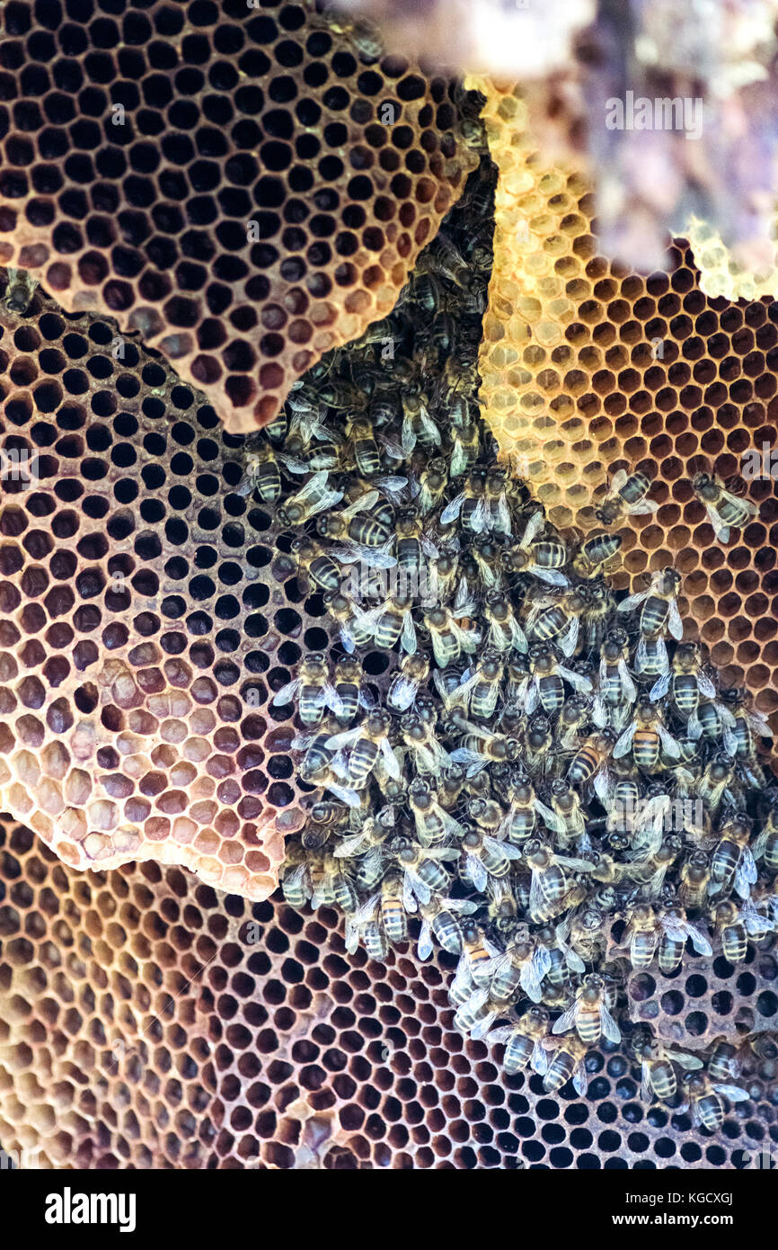 cartoon bee hive inside