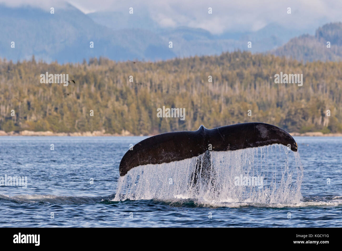 Humpback whale (Megaptera novaengliae) fluke in front of the British Columbia Coastal Mountains in Queen Charlotte Strait off Vancouver Island, Britis Stock Photo