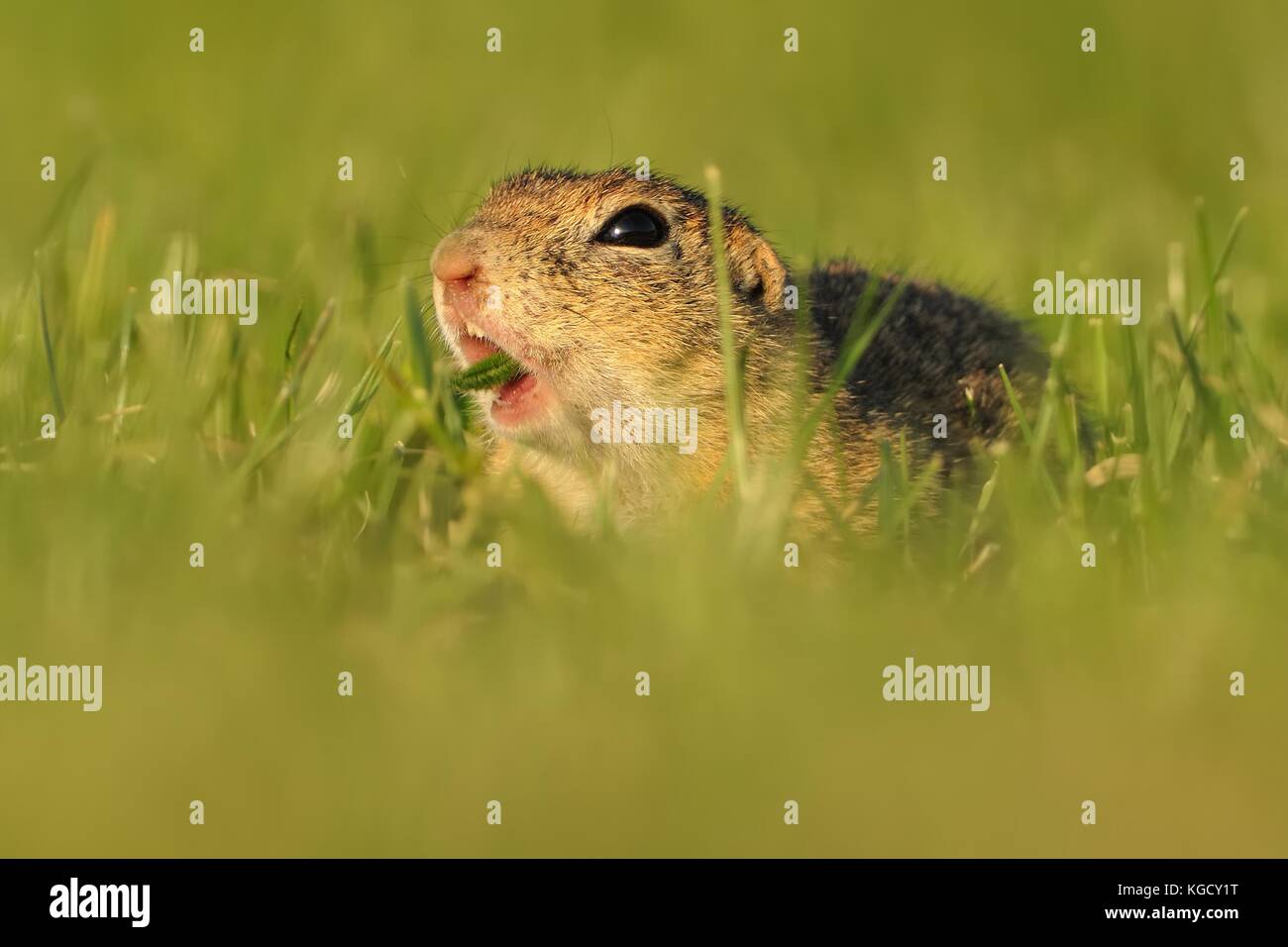 European ground squirrel - Spermophilus citellus in the grass, green background Stock Photo