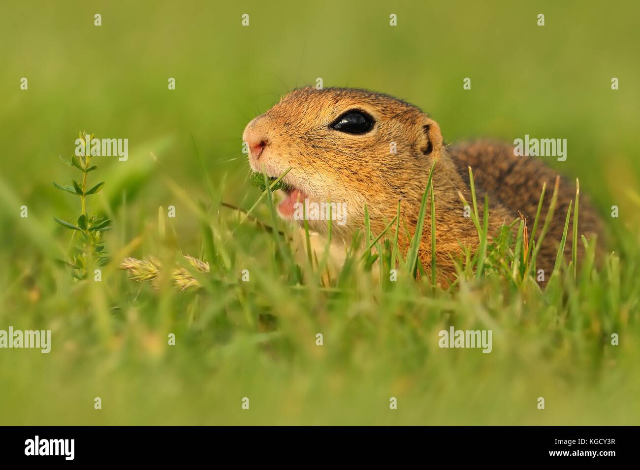 European ground squirrel - Spermophilus citellus in the grass, green background Stock Photo