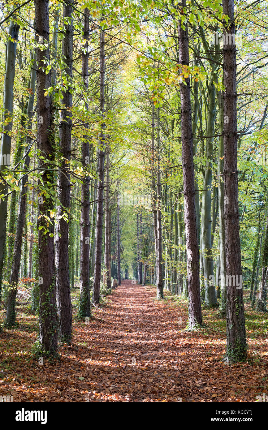 Fagus sylvatica. Avenue of autumn of pine and beech trees along the Ridgeway, Ashbury, Oxfordshire, England. Stock Photo