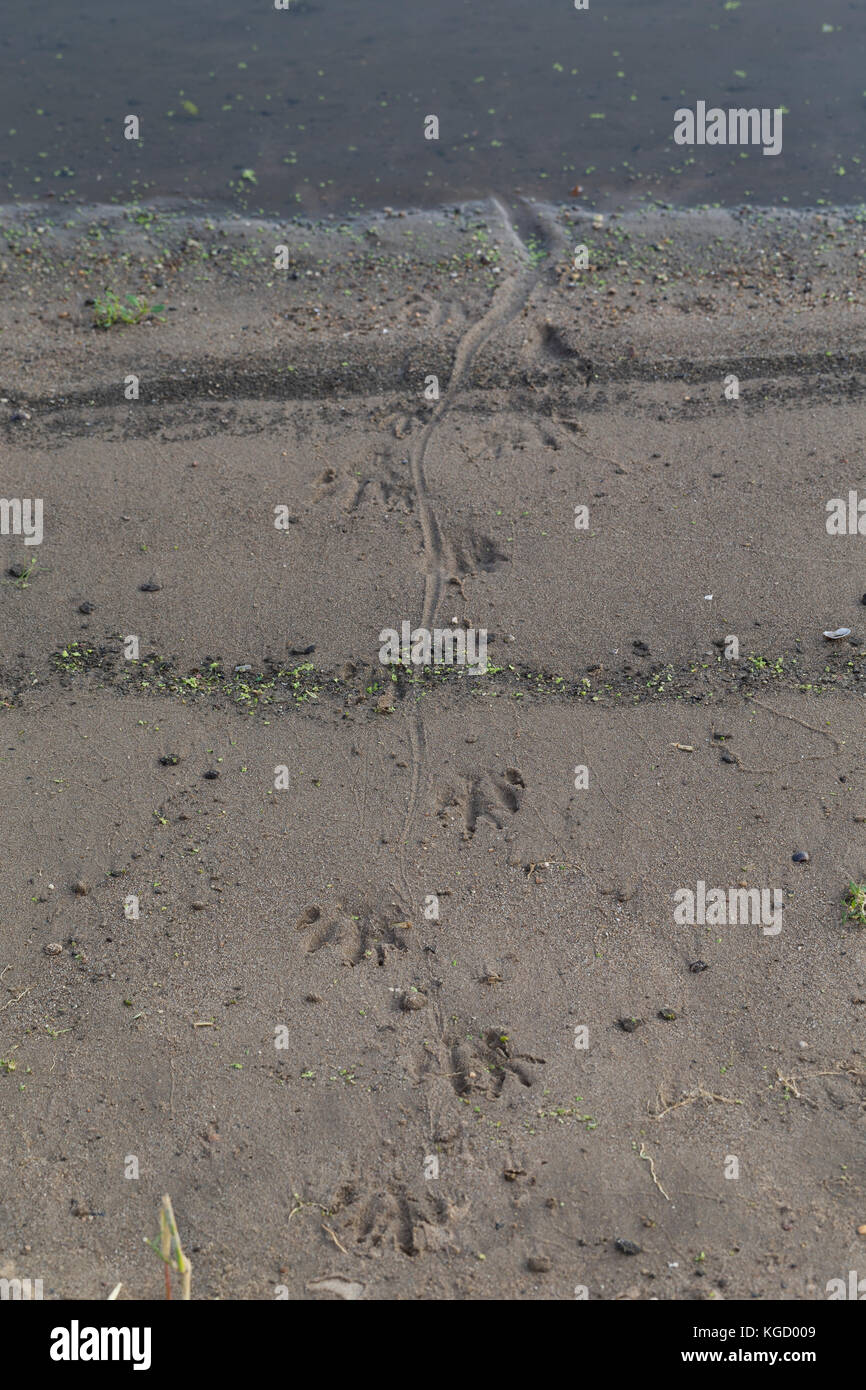 Nutria, Spuren im Sand, Schlamm am Gewässerufer, Trittsiegel, Fährte, mit Abdruck des drehrunden Schwanzes auf dem Untergrund, Sumpfbiber, Sumpf-Biber Stock Photo
