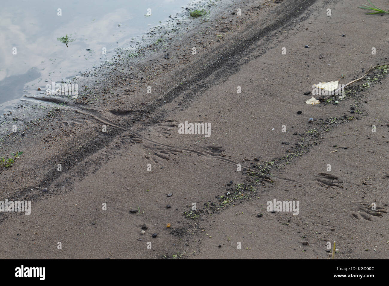 Nutria, Spuren im Sand, Schlamm am Gewässerufer, Trittsiegel, Fährte, mit Abdruck des drehrunden Schwanzes auf dem Untergrund, Sumpfbiber, Sumpf-Biber Stock Photo