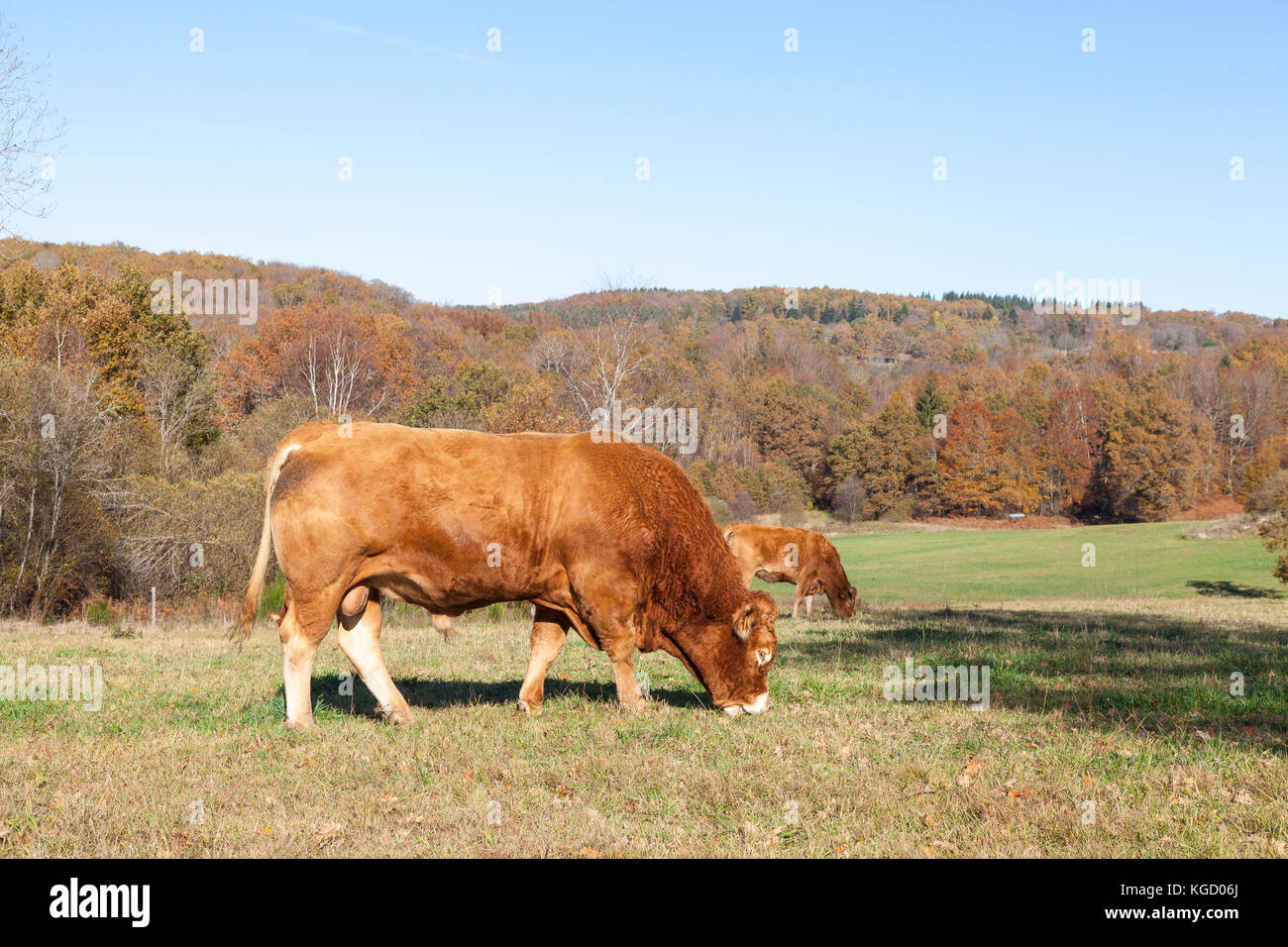 Beef bull hi-res stock photography and images - Alamy