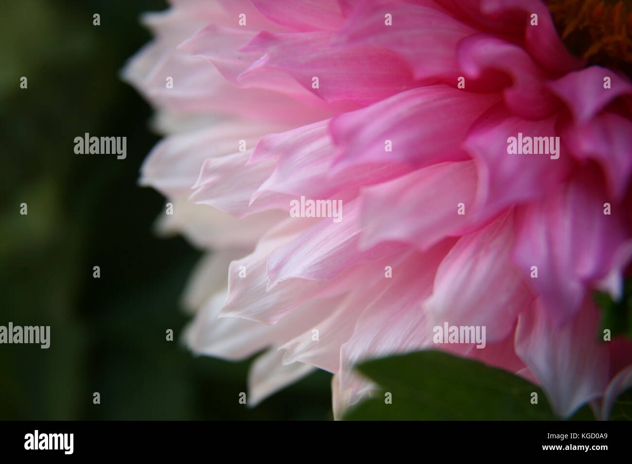 Pink  Dahlia petals Stock Photo