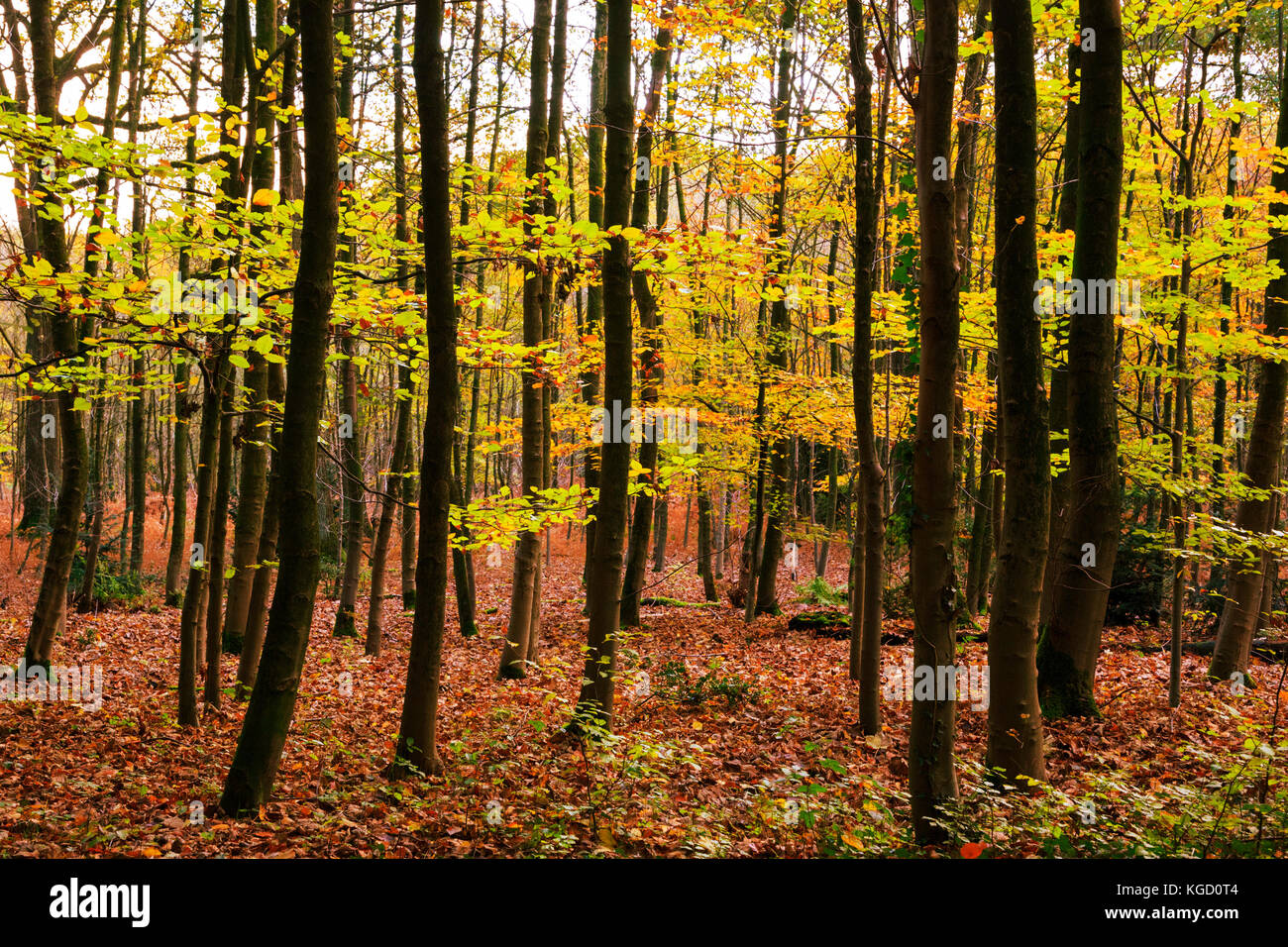 Uhlenhorst forest, aka Broich-Speldorfer Wald, in autumn, Mülheim an der Ruhr, Ruhr Area, North Rhine-Westphalia, Germany Stock Photo