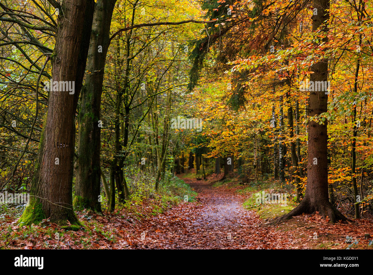 Uhlenhorst forest, aka Broich-Speldorfer Wald, in autumn, Mülheim an ...
