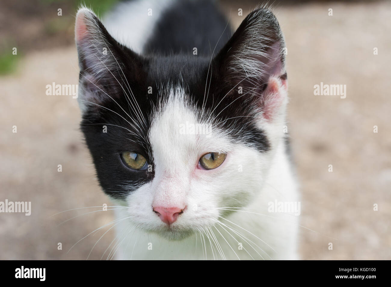 Face of black and white kitten looking in the camera - closeup Stock Photo