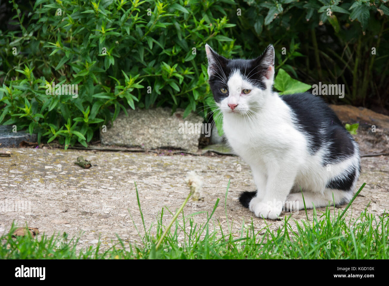 Black and white kitten sitting in the garden Stock Photo - Alamy