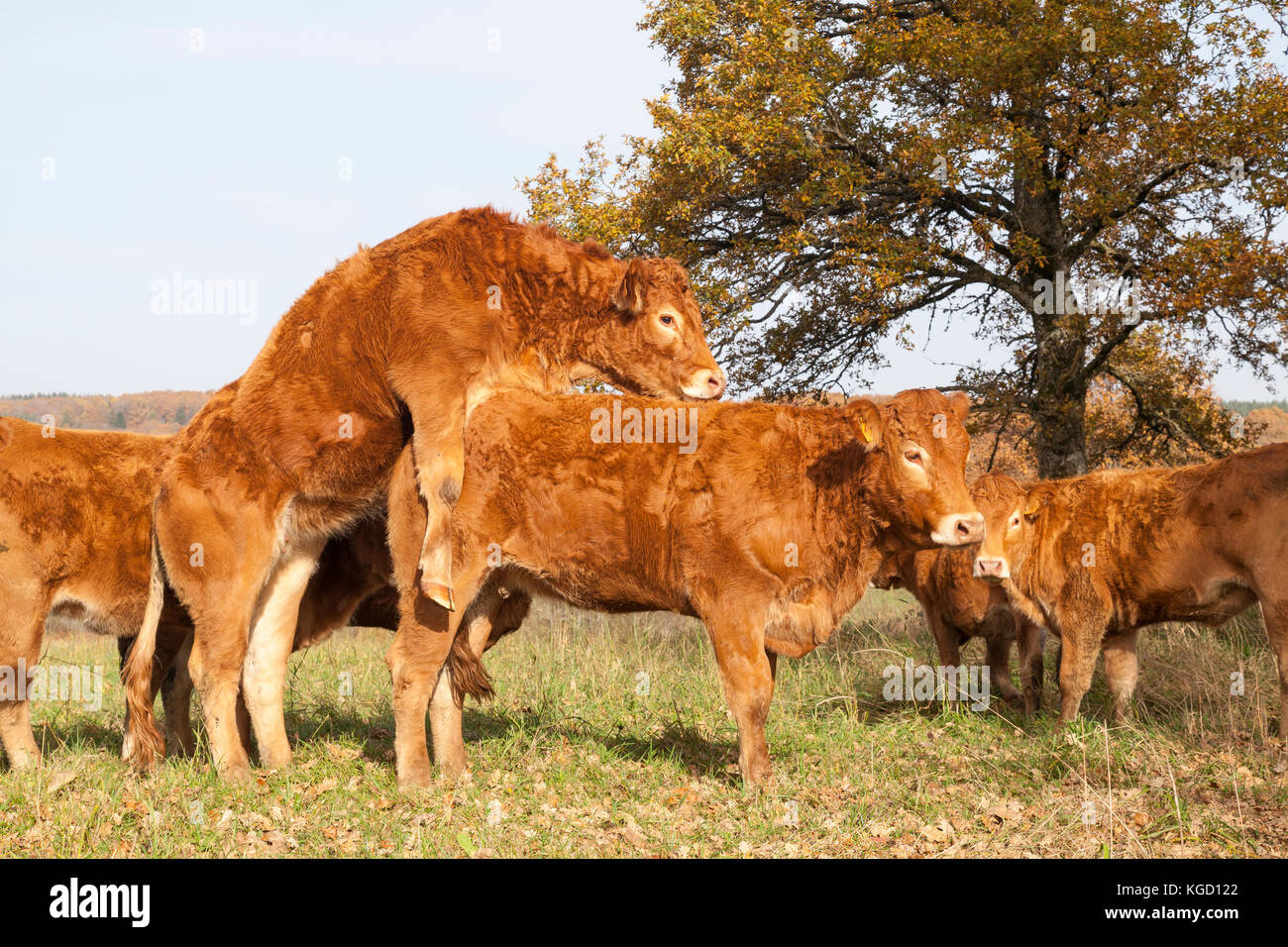 Young Limousin beef cow  or heifer in estrus or heat mounting another which is standing for her outdoors with the herd in a pasture. This is a sign th Stock Photo