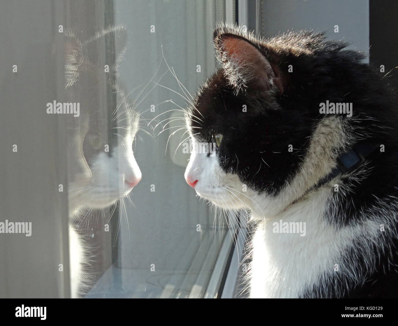 Black and white cat looking out of the window - reflection in the glass Stock Photo