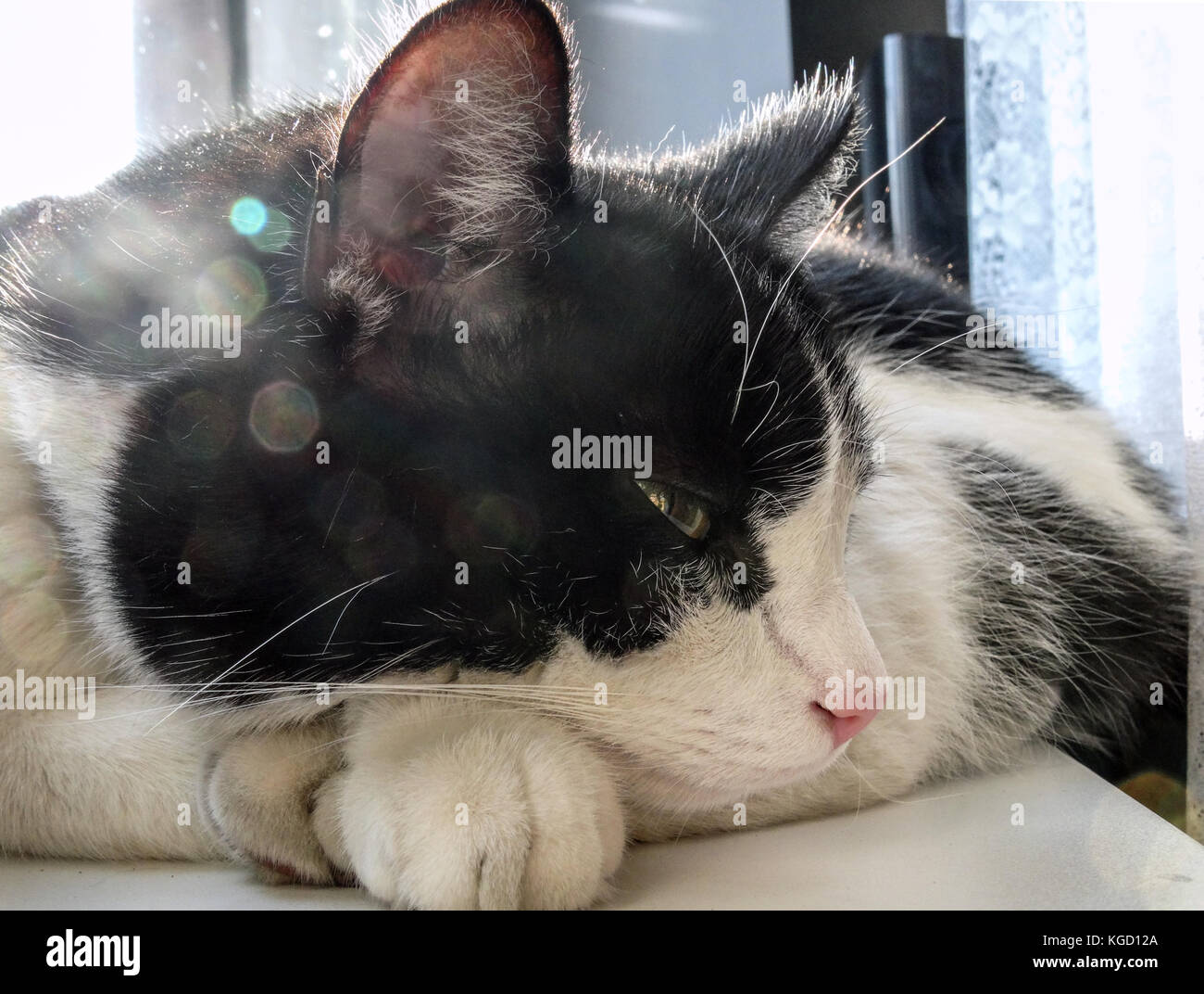 Closeup of black and white cat falling asleep on the window-sill Stock Photo