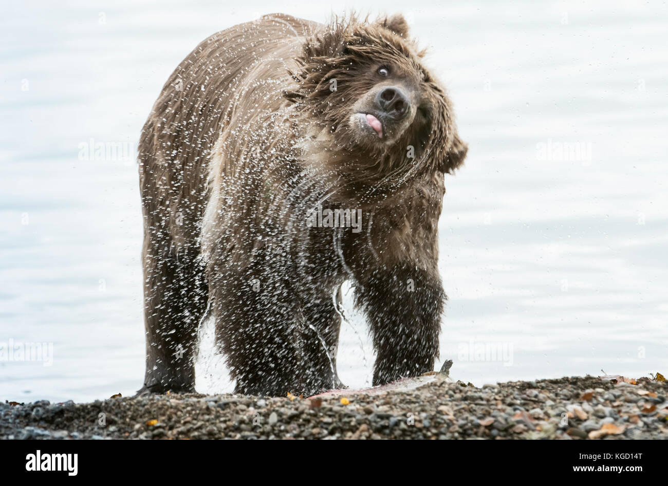 Brown bear, yearling, Naknek Lake, Katmai National Park, Alaska Stock Photo
