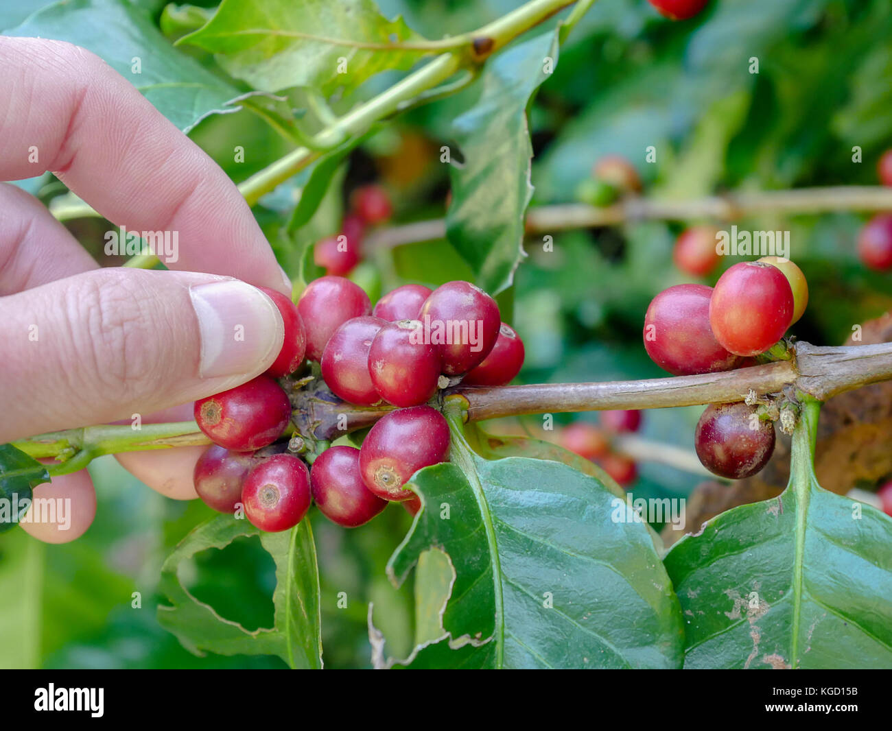 Cherry coffee beans hands harvesting ,arabica coffee berries harvesting Stock Photo