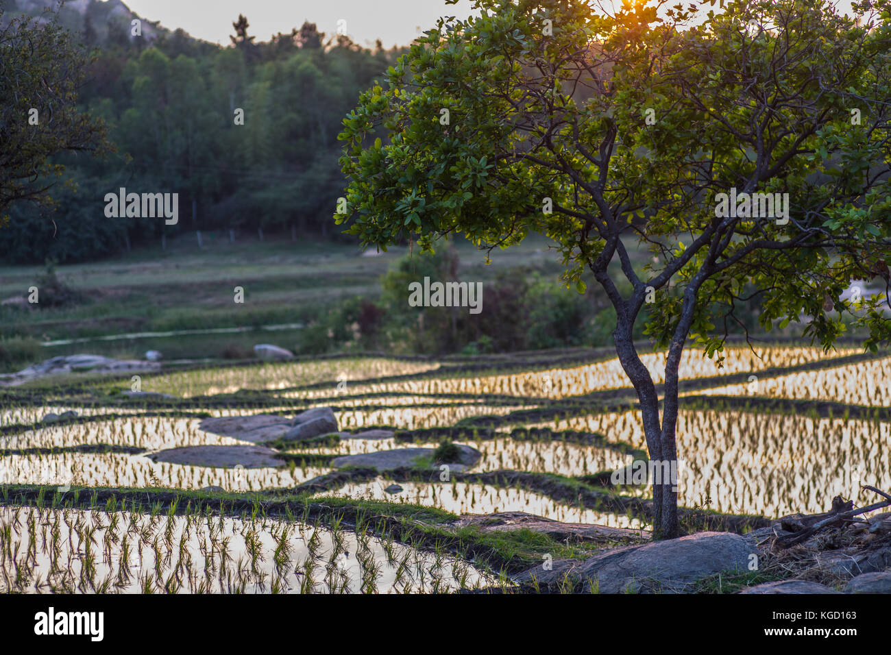A glowing rice paddy in a pretty Indian sunset. Stock Photo