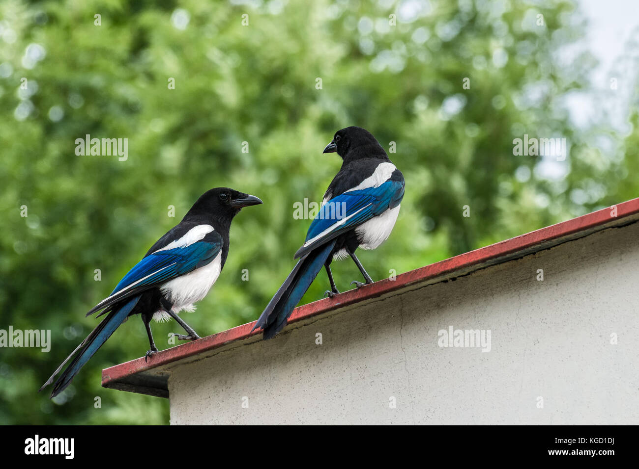 Two conspirators on the roof. Eurasian magpie. Pica pica. Romantic meeting of a beautiful bird pair. Common magpie. Stock Photo