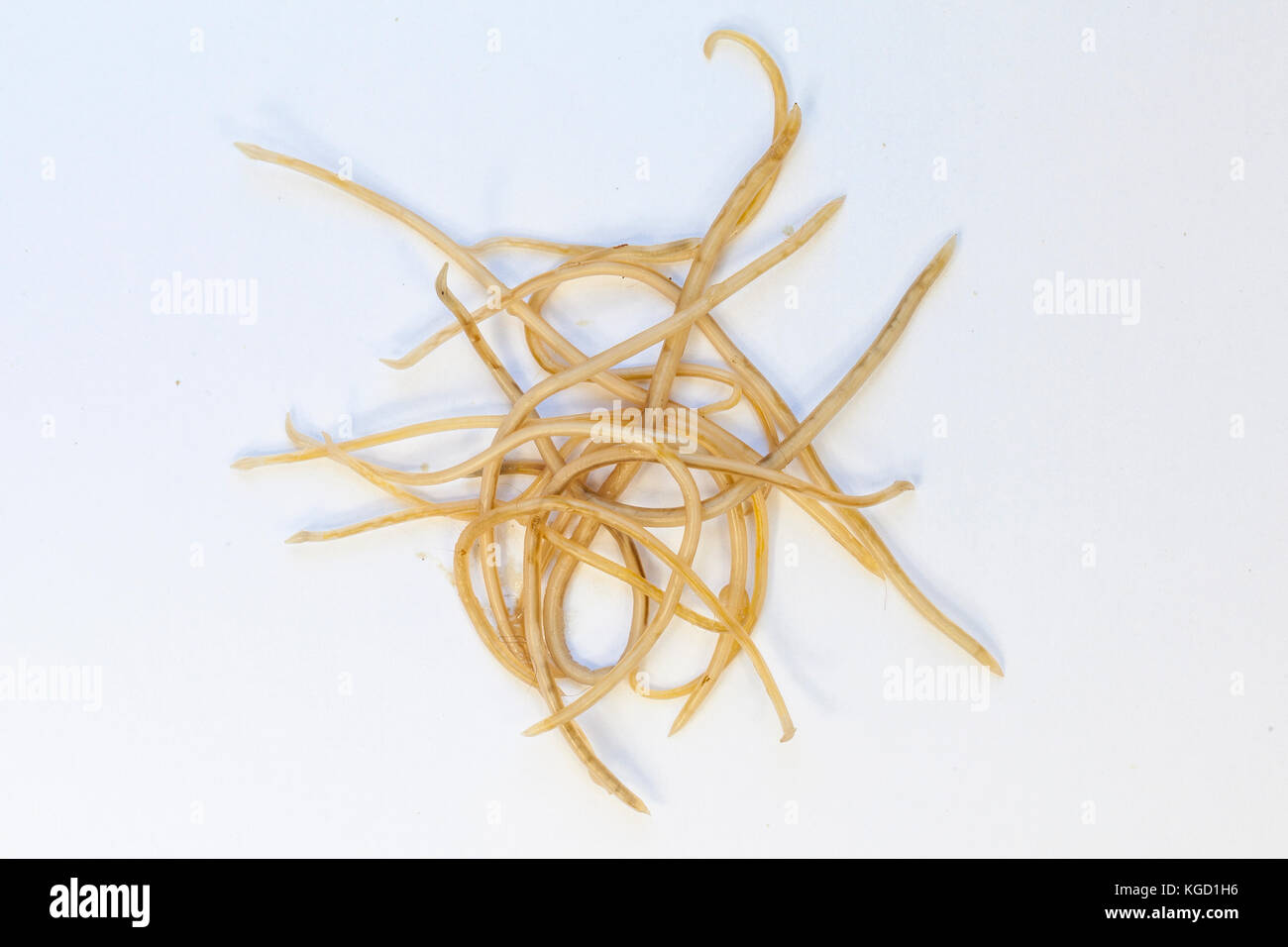 Feline ascaris roundworms from a 9 month  feral cat on white paper. These intestinal parasites were vomited  in mucus after eating grass. Longest 22cm Stock Photo