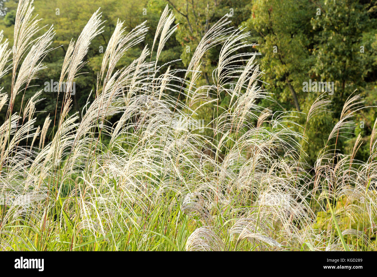 Reed flowers fluttering in the wind on a late afternoon Stock Photo