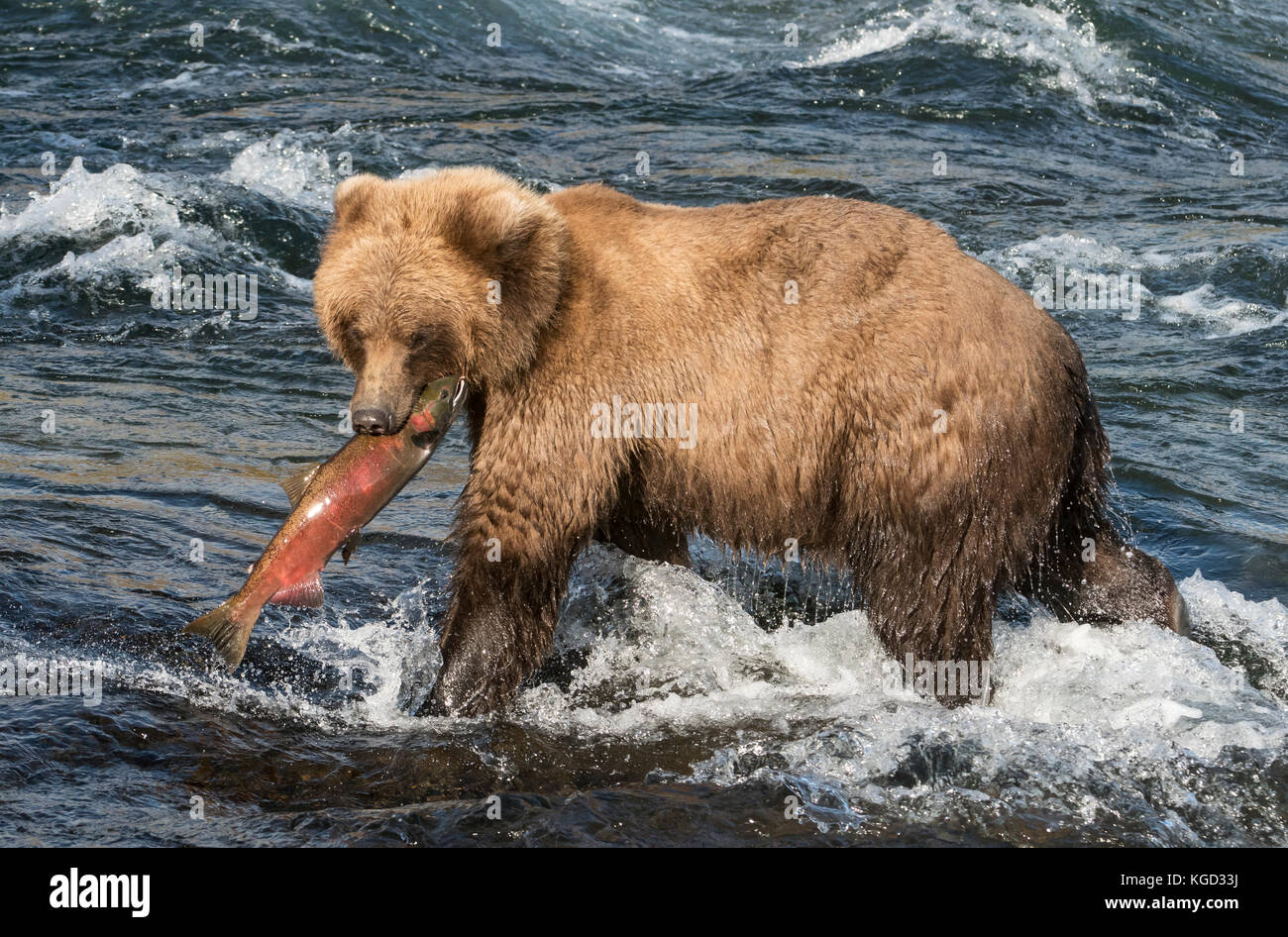 Brown bear, salmon fishing, Brooks Falls, Katmai National Park, Alaska. Stock Photo