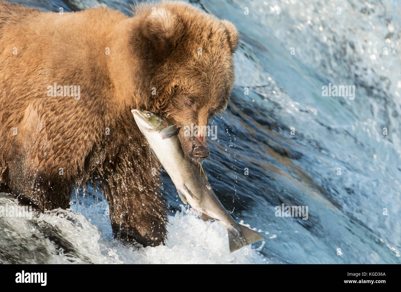 Brown bear, salmon fishing, Brooks Falls, Katmai National Park, Alaska. Stock Photo