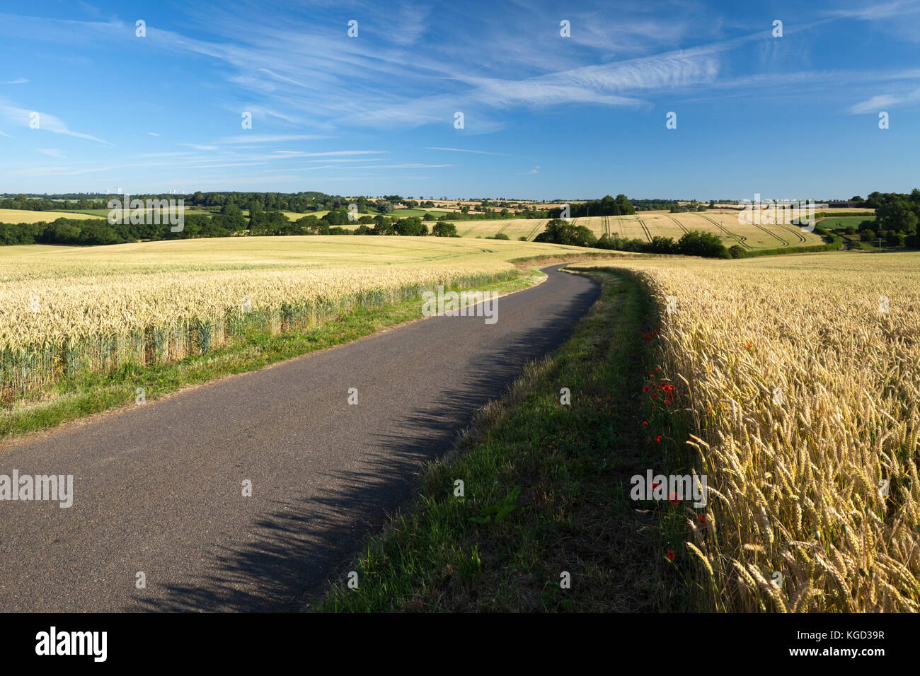 A single track road winds its way between fields of ripening wheat. Stock Photo