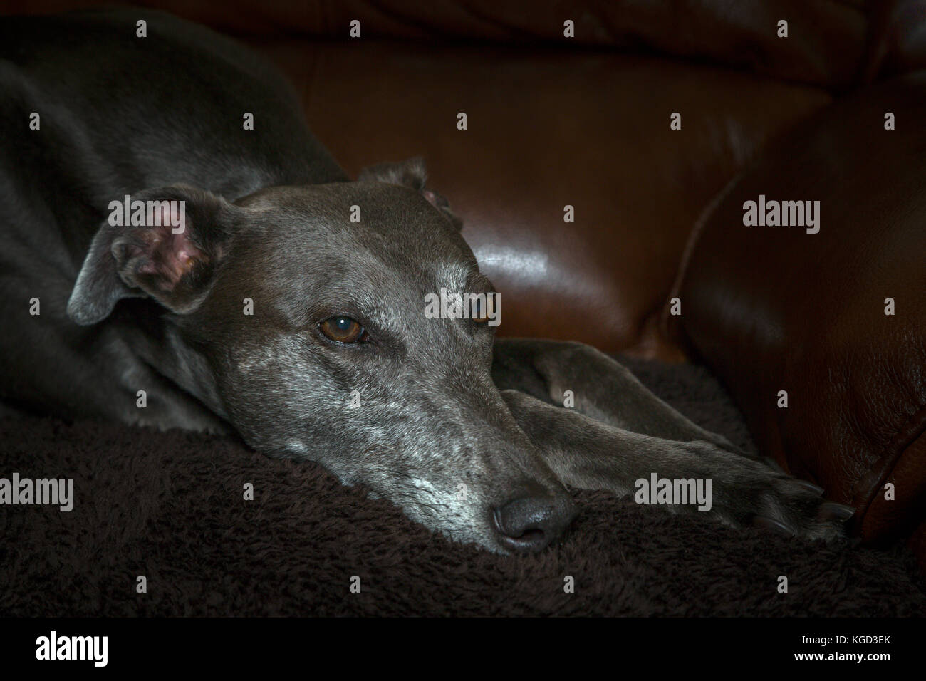 Greyhound relaxing on a sofa. Stock Photo