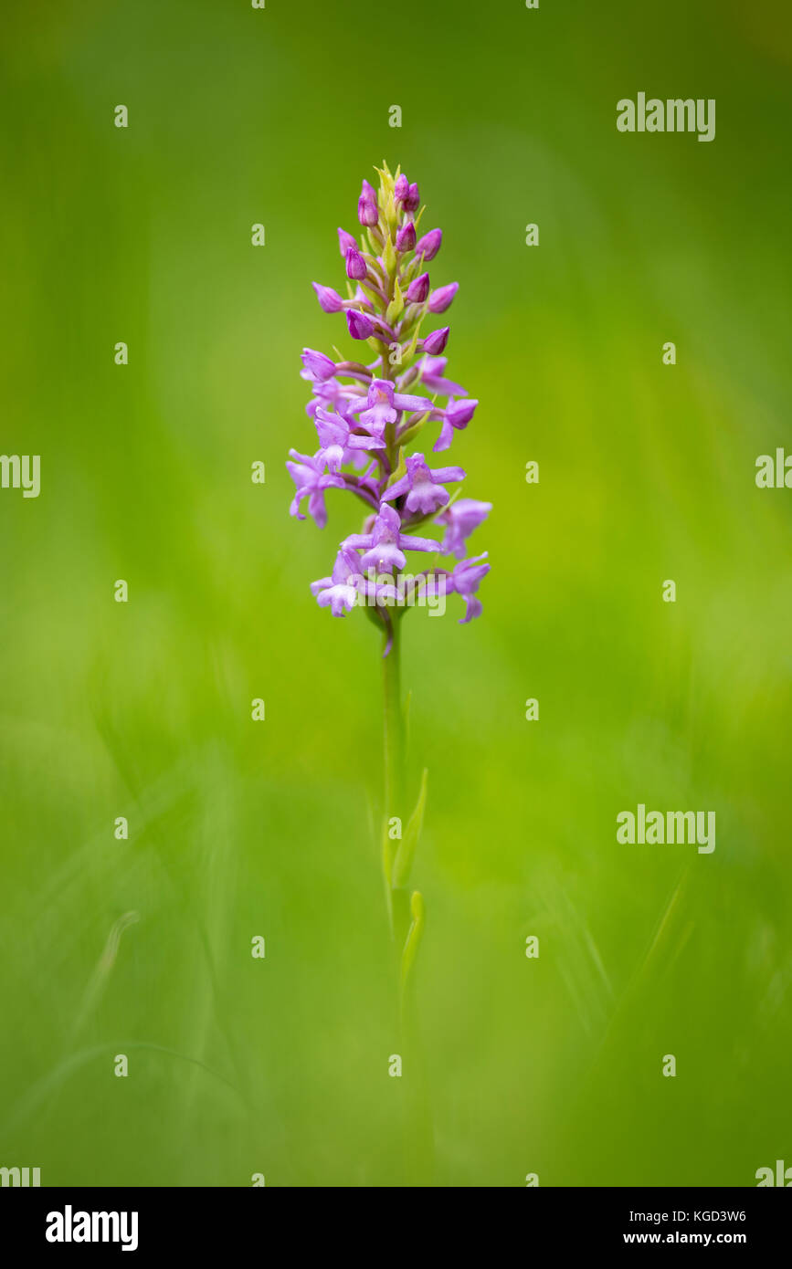 A Marsh Fragrant Orchid at Greywell Moors in Hampshire. Stock Photo