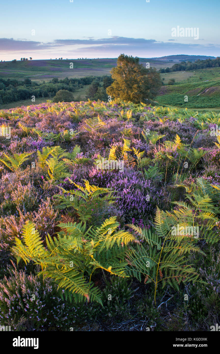 Ling heather new forest hi-res stock photography and images - Alamy