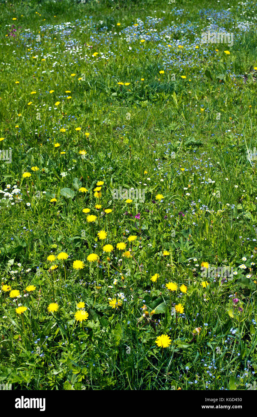 Field full of dandelions hi-res stock photography and images - Alamy