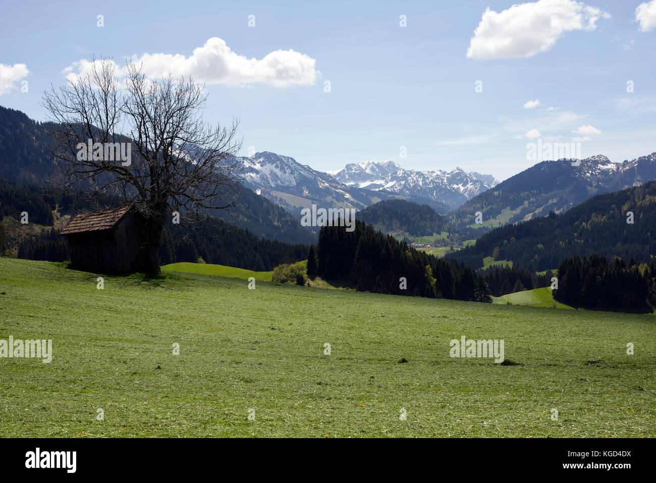 Freshly mowed grass and view of Allgäu Alps in the mountain exclave quadripoint border area of Jungholz, Tirol, Austria. Stock Photo