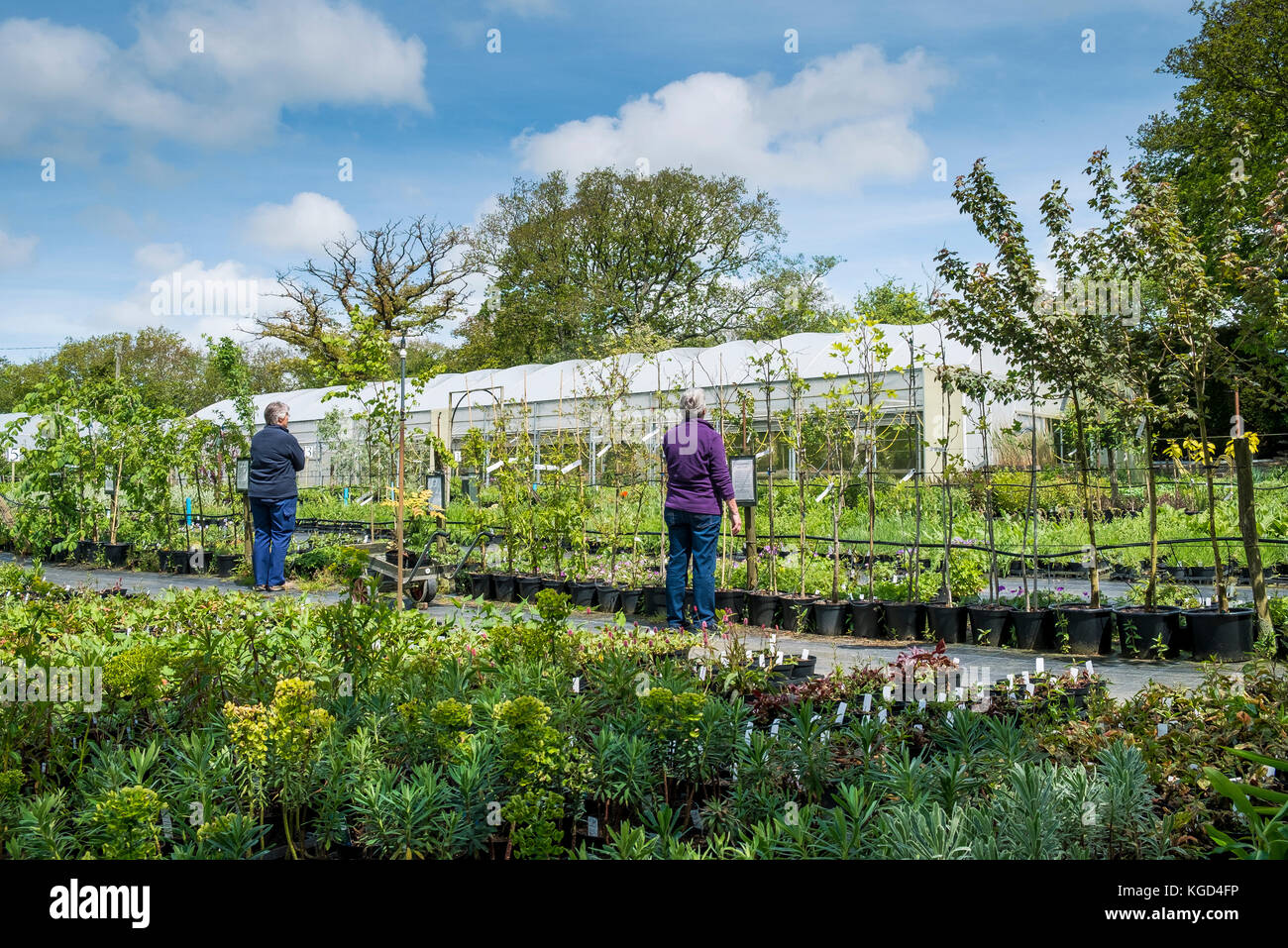 Bodmin garden centre hi-res stock photography and images - Alamy