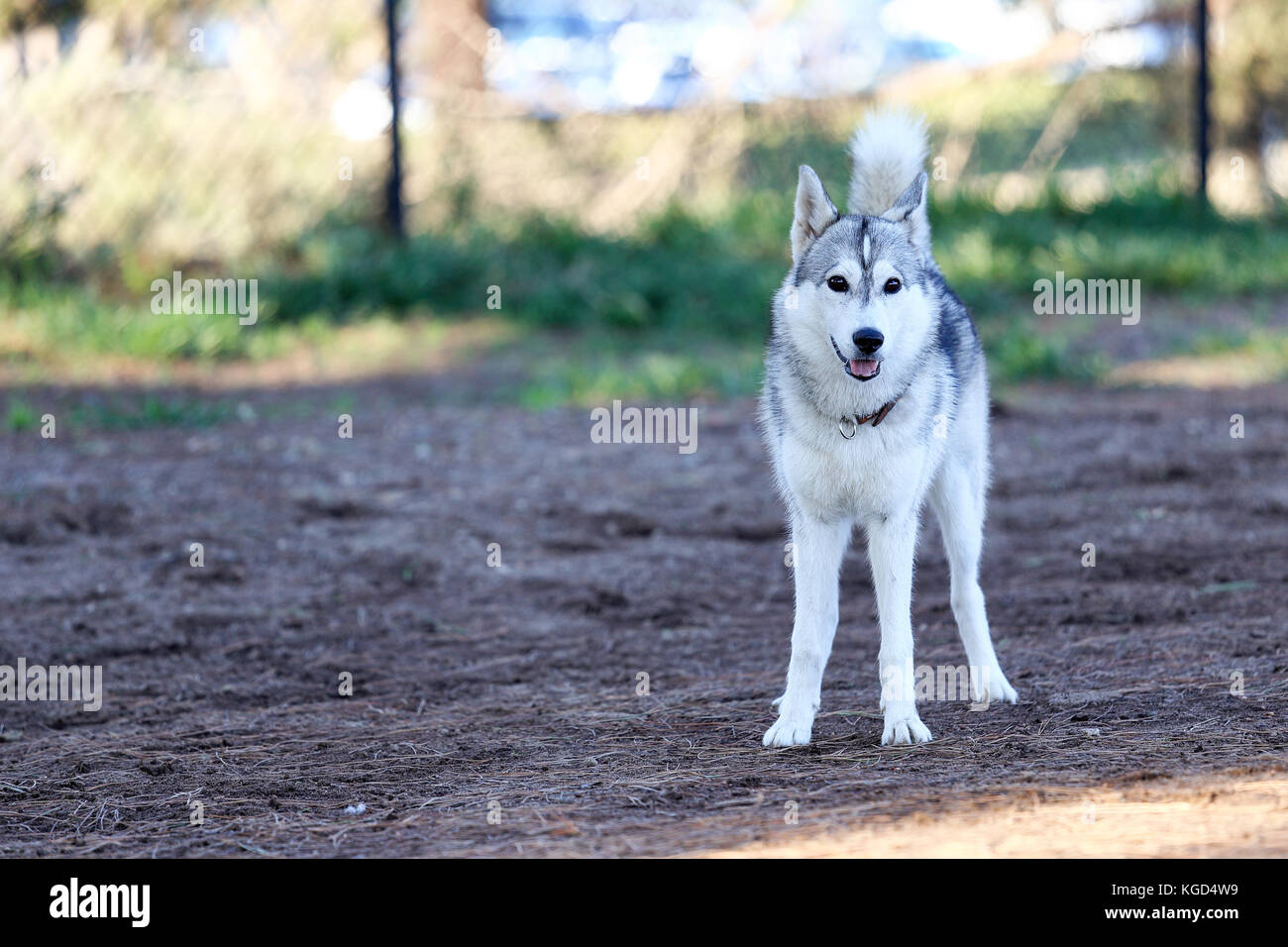 Young Siberian husky standing curiously looking some something at a dog park Stock Photo