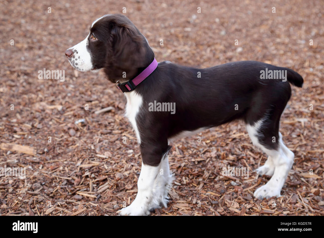 How Do Dogs Play With Other Dogs