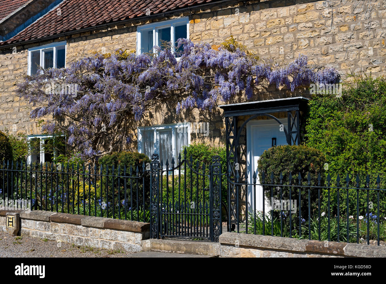 Wisteria climbing on front house hires stock photography and images