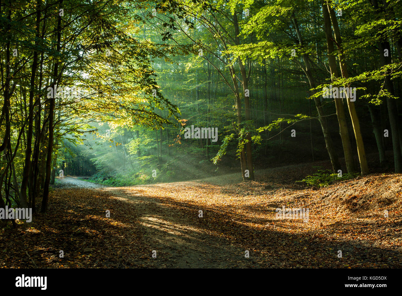 Forest landscape with fallen tree hi-res stock photography and images ...