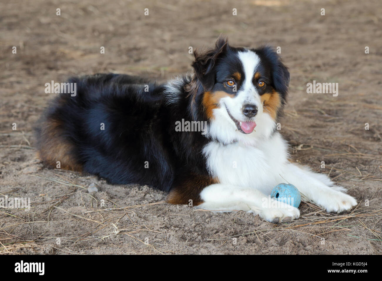 Australian Shepherd playing with a rubber ball at a dog park Stock Photo