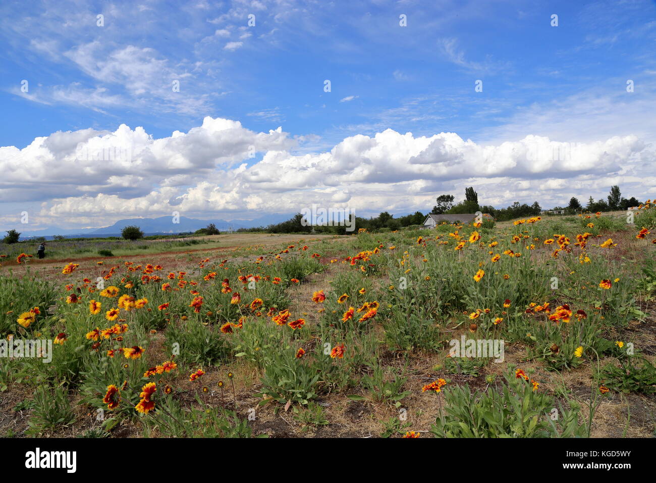 Sunflower field on a windy afternoon  at  Garry point park, Richmond BC, Canada with brilliant clouds on the background Stock Photo